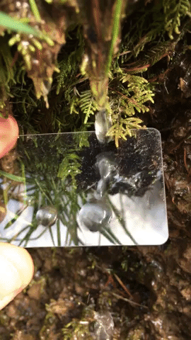 PRO-GLASS Hydrophobic Protector + Silicon Lens Cap